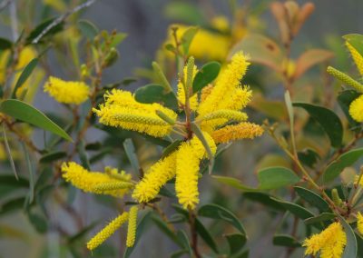 Winter flowering Acacia acradenia
