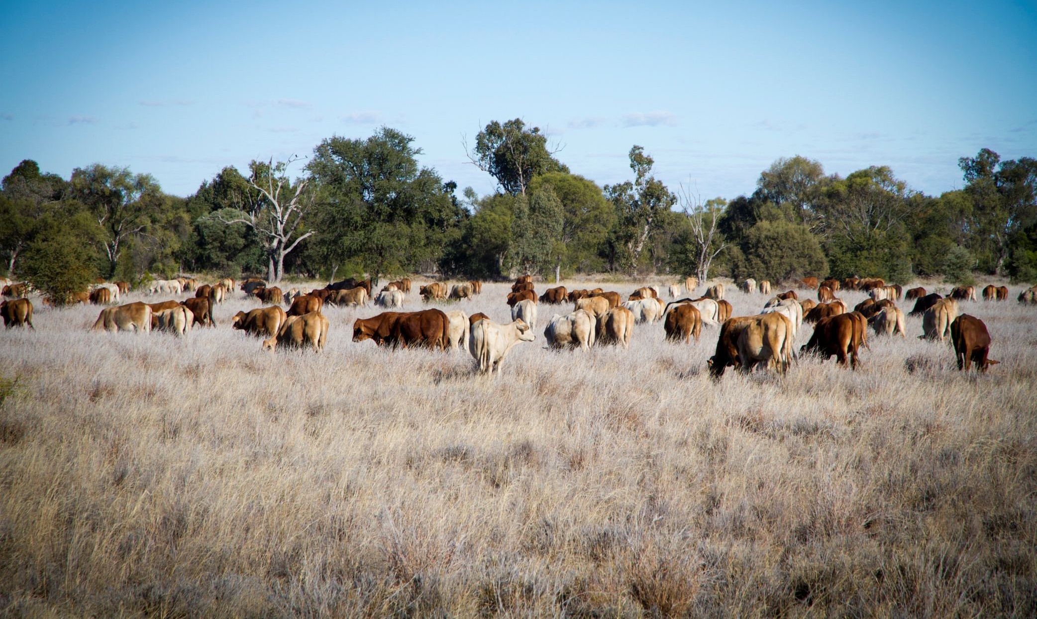 A paddock of cattle grazing in Mitchell Grass Country in Western Queensland.