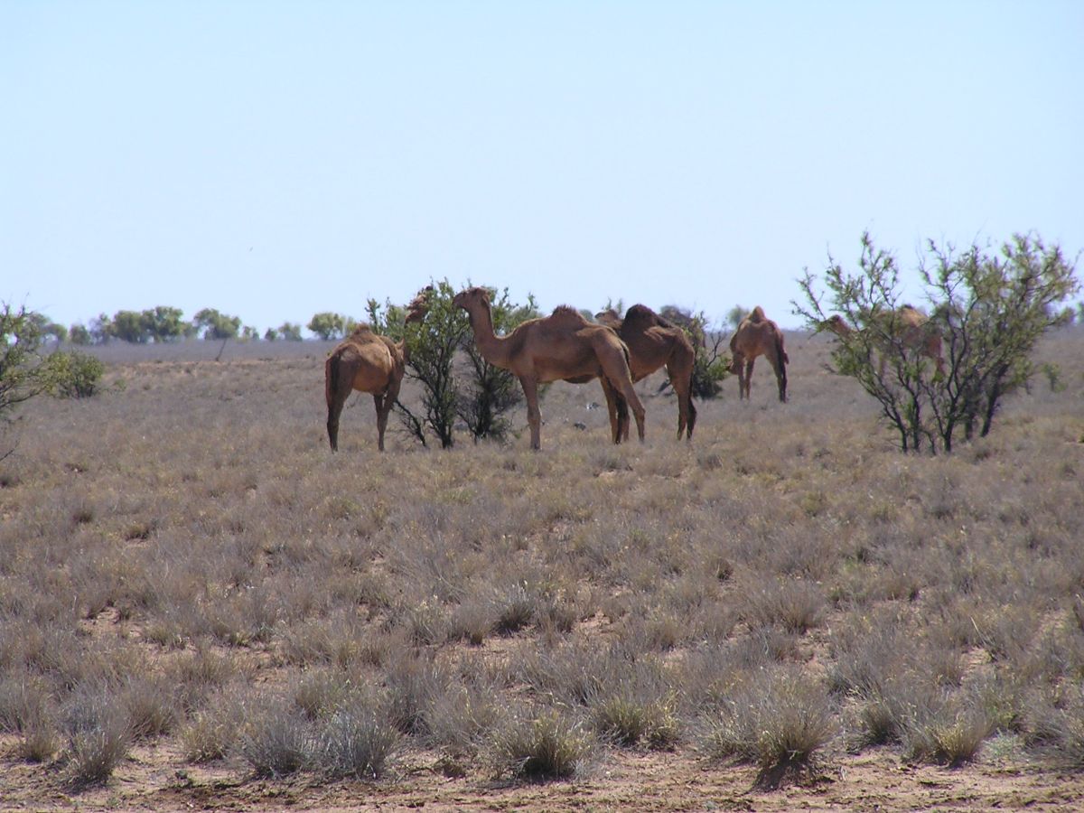 Camels chomp on prickly acacia trees in Western Queensland.