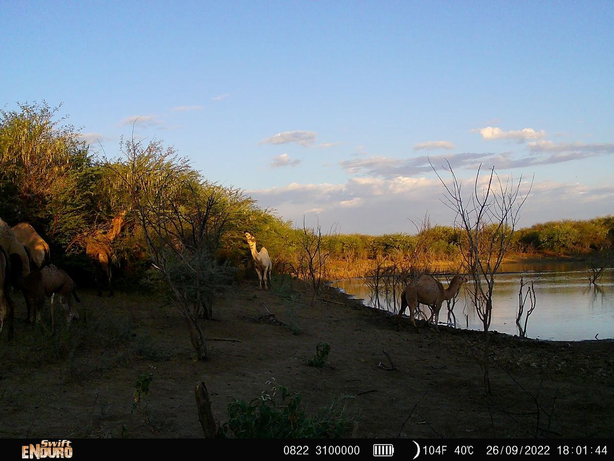 A wildlife camera spots some camels chomping on a prickly acacia infestation near a dam.