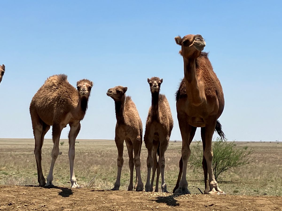 A pack of camels stand tall in the heat of an Aussie outback day.