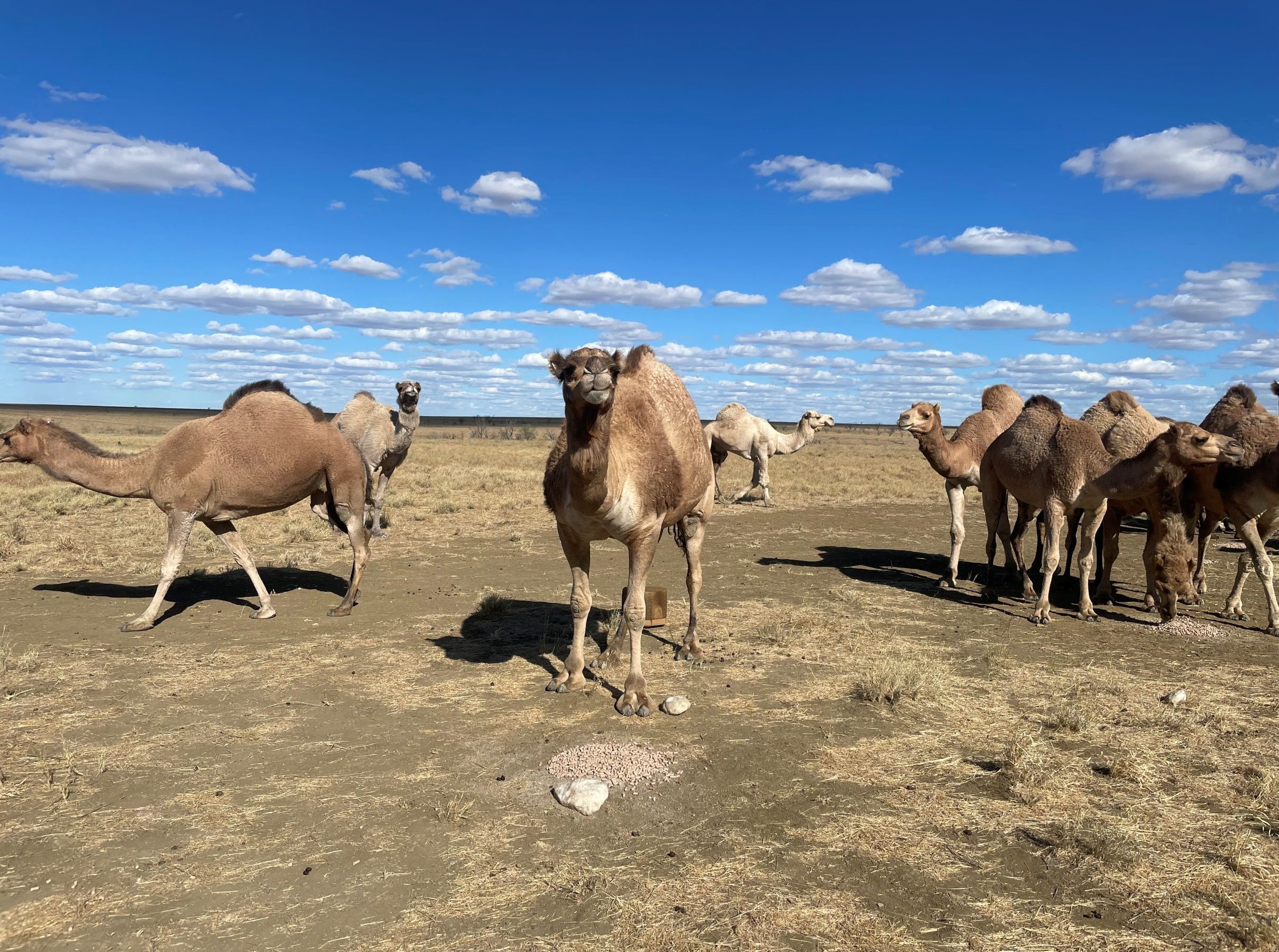 Camels in arid Qld outback make eye contact with you and peer at you peculiarly.