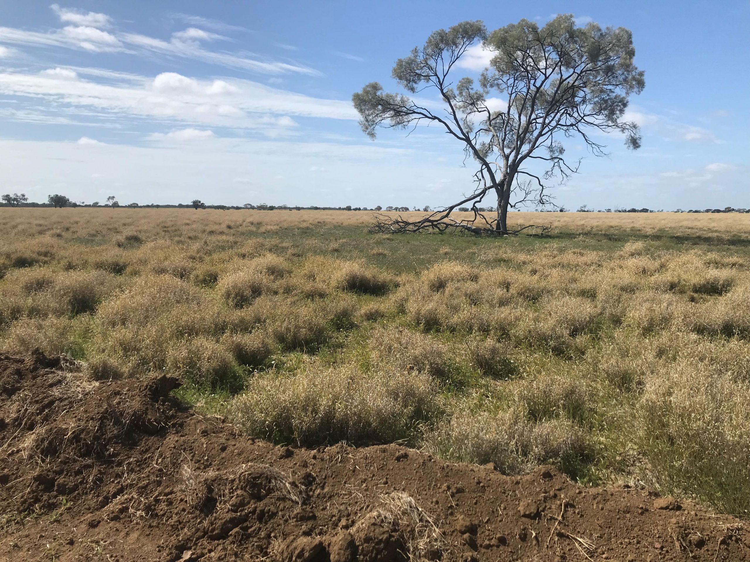 Boree Tree A lone boree tree in the middle of a Mitchell Grass paddock in Outback Queensland.