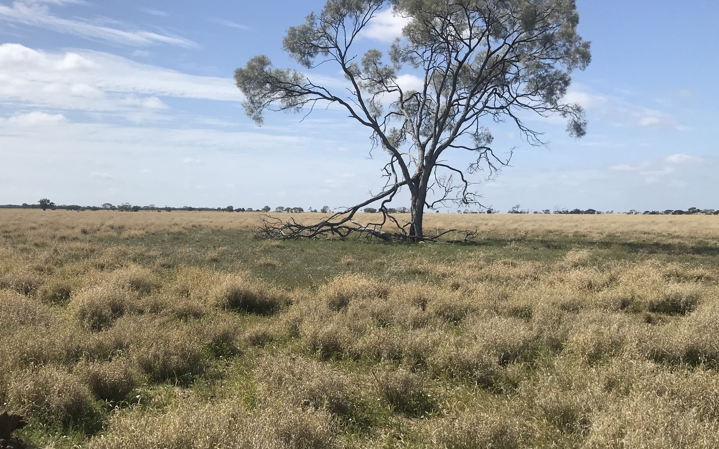Boree tree v3 A lone boree tree in the middle of a Mitchell Grass paddock in Outback Queensland.