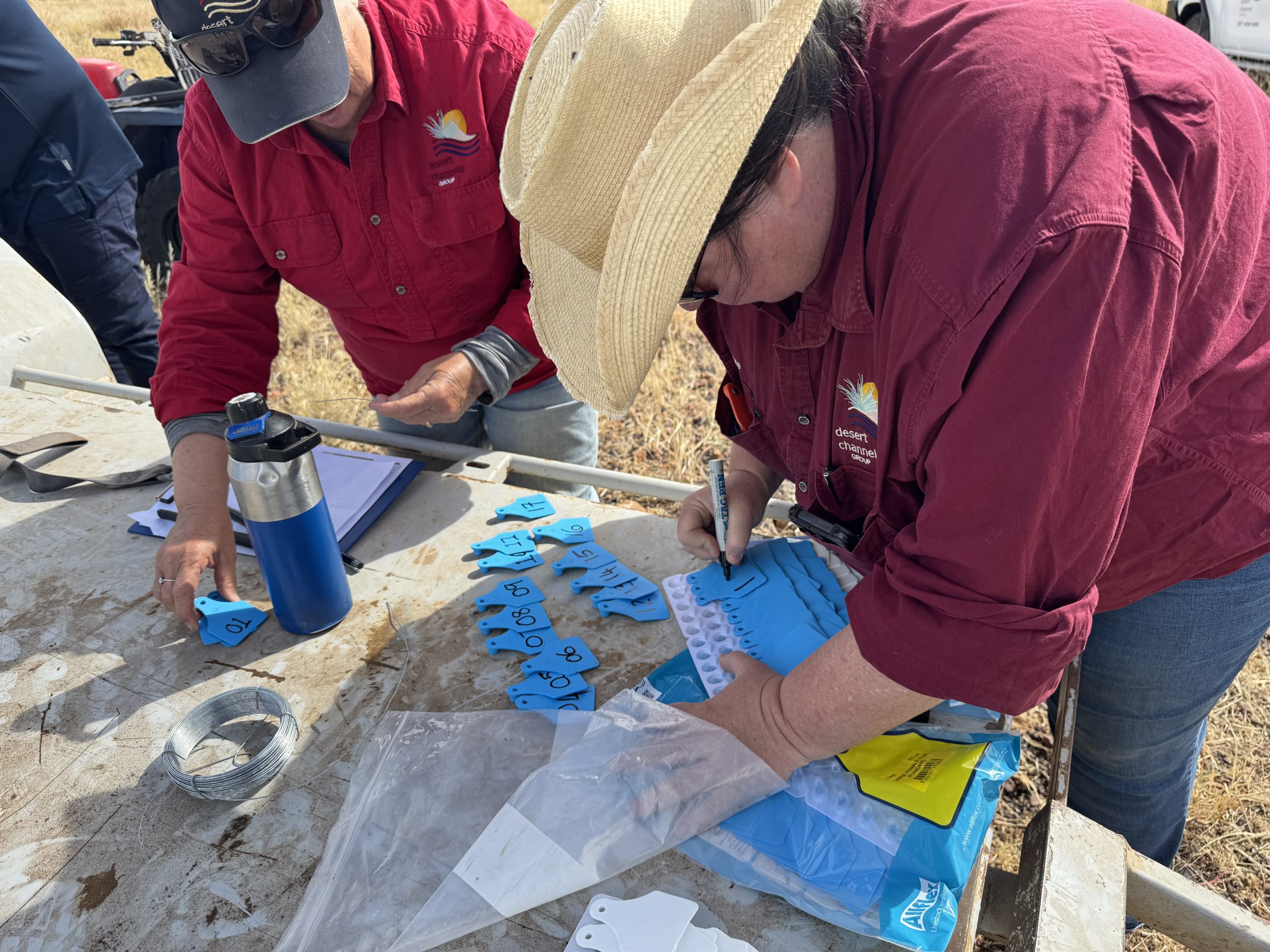 Envu A DCQ field officer writes numbers on plastic cattle tags, which will be attached to weeds on the trial site.