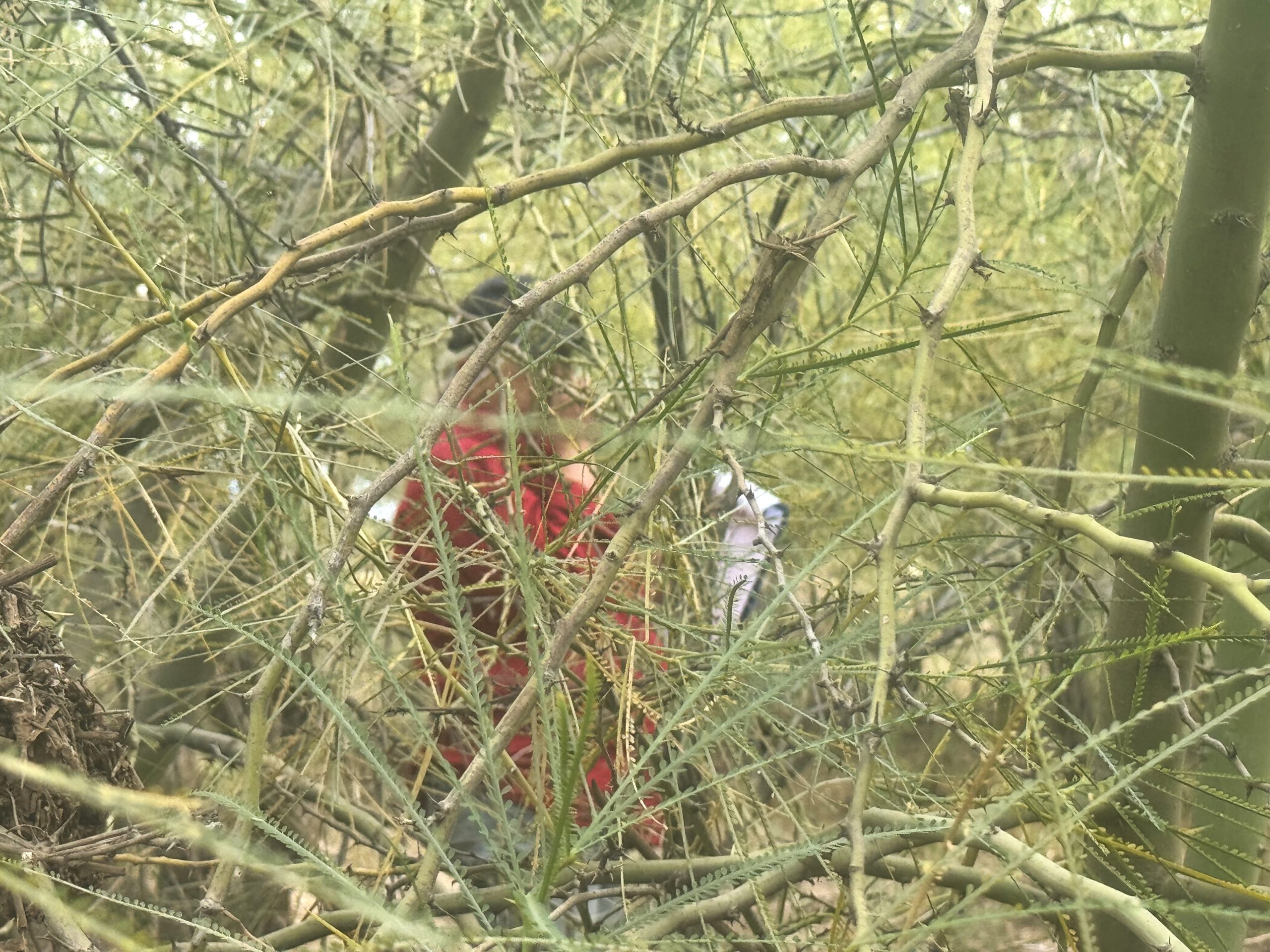 Envu A DCQ field officer is almost entirely hidden from view by an entanglement of parkinsonia weed.