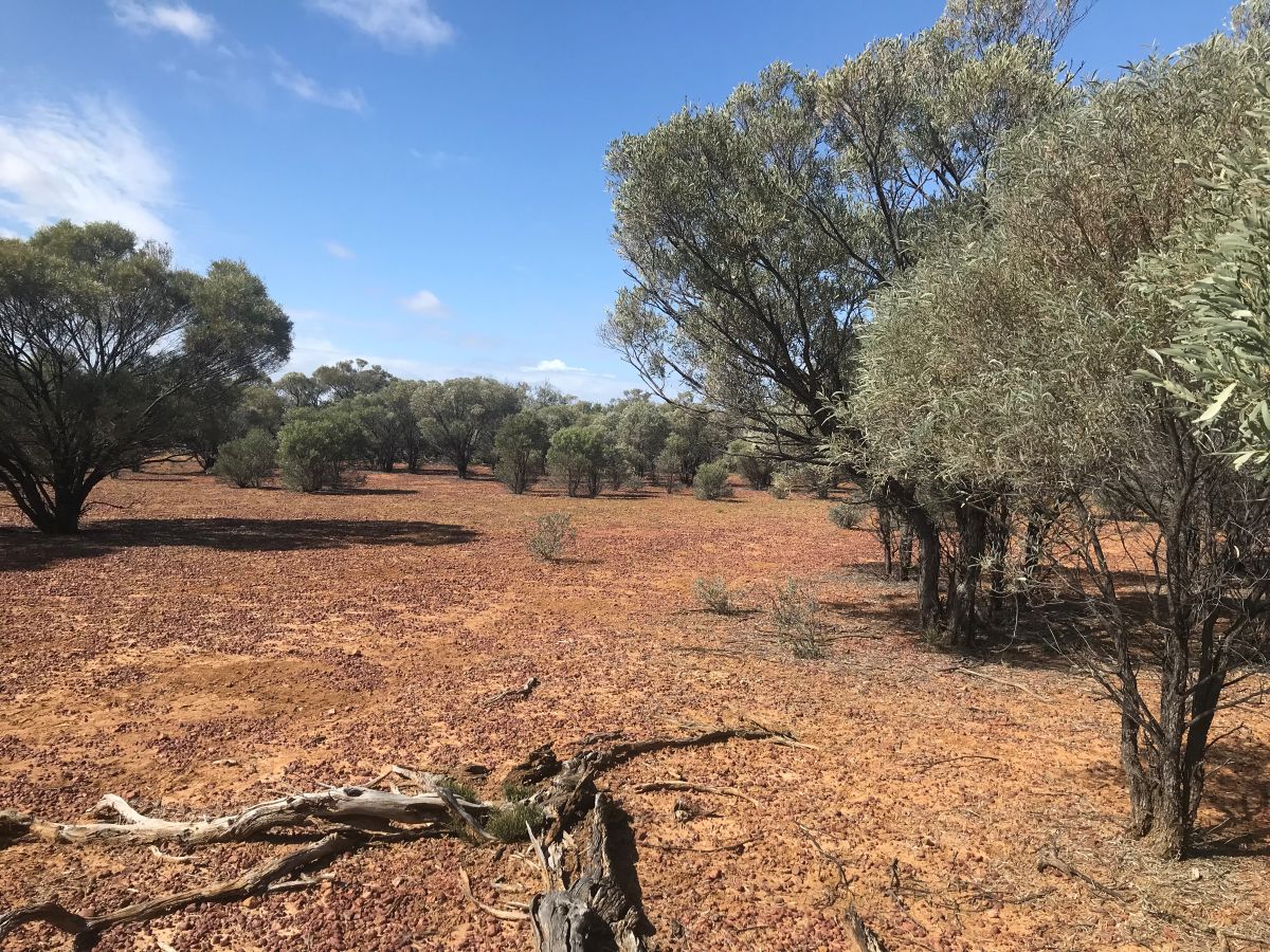 Gidyea encroachment Gidyea encroachment can be tricky to manage in Western Queensland.