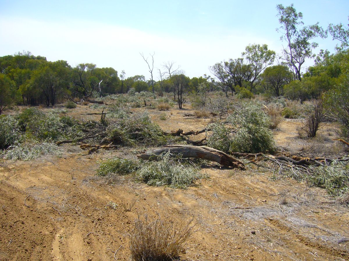 Vegetation clearing Tree branches and vegetation dumped on a graded truck in dry Outback Queensland.