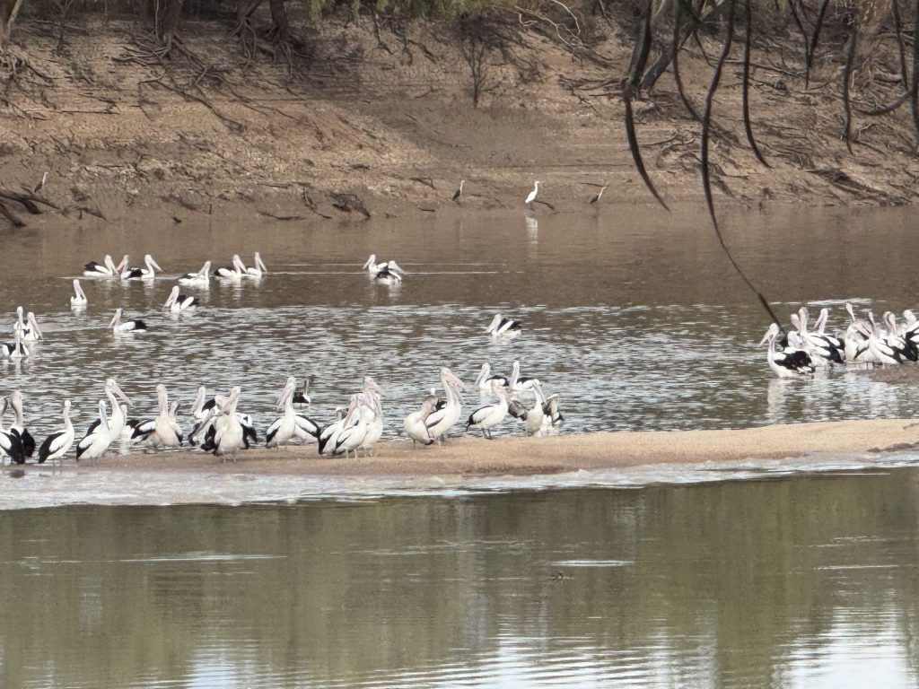 A pelican flock frolick along a Windorah waterway that was replenished by recent floods.