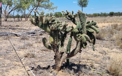 Invasive Cactus