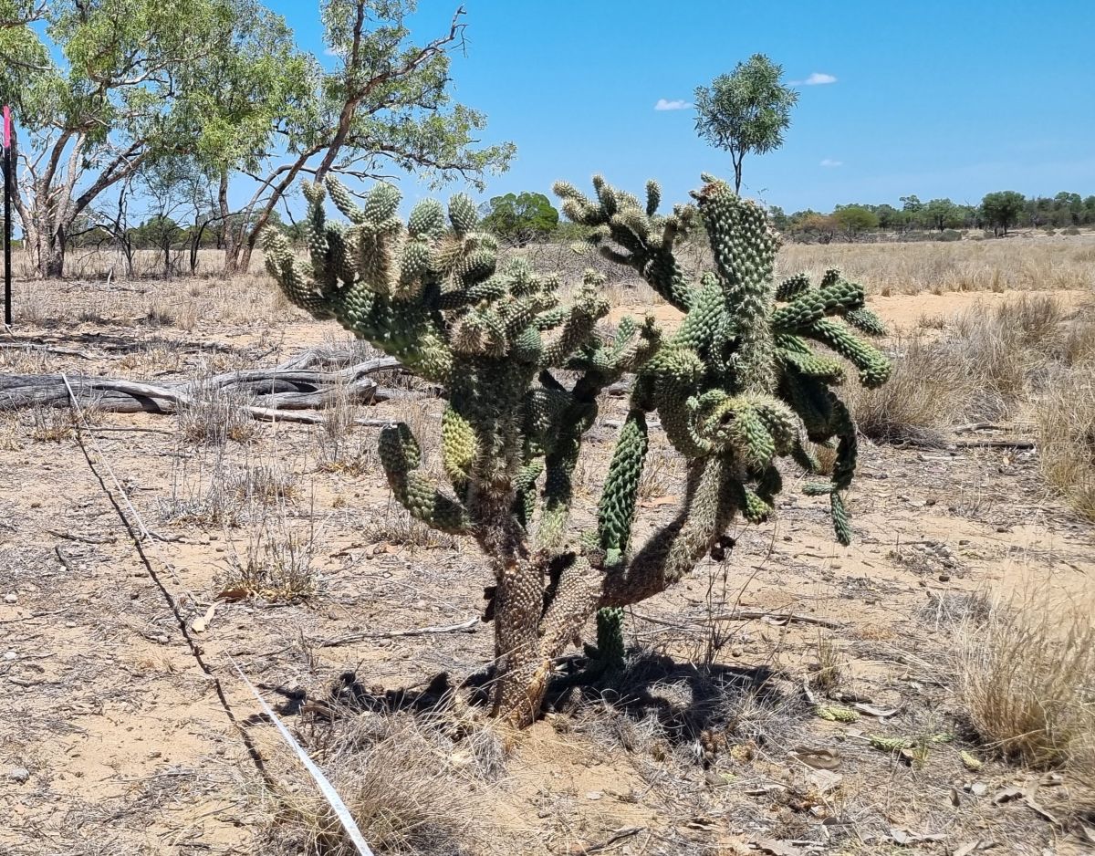 A large prickly cactus in the Desert Channels region.