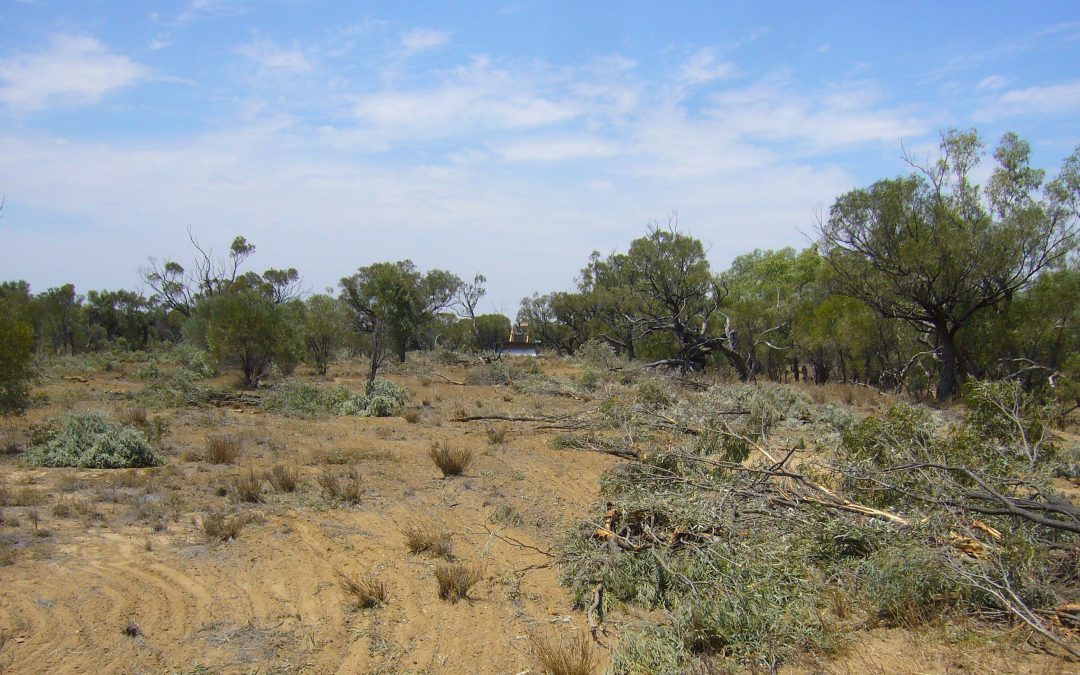 Things to know before you clear vegetation in Western Queensland