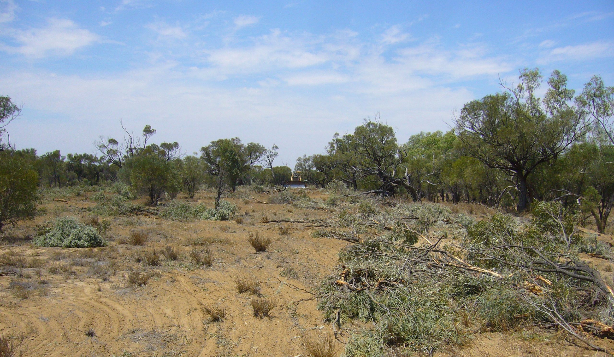 Dozer clears vegetation A dozer clears vegetation in Western Queensland, leaving behind it an open field of fallen trees.