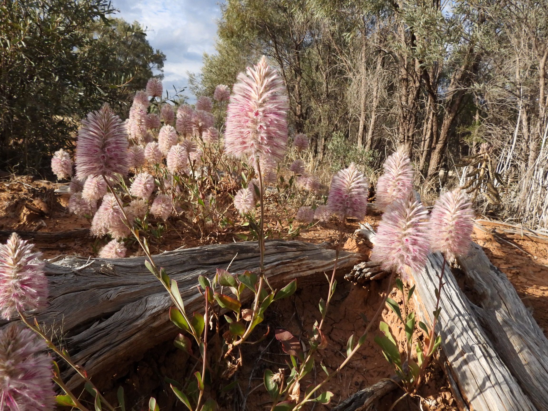 Pink feather-topped wildflowers bloom amongst scrub in the sandy red clay soils of Western Queensland.