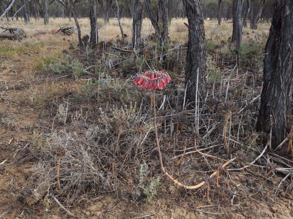 A vivid red flower with dozens of flowerettes, attached to a thin stalk, protrudes from a patch of black succulents.