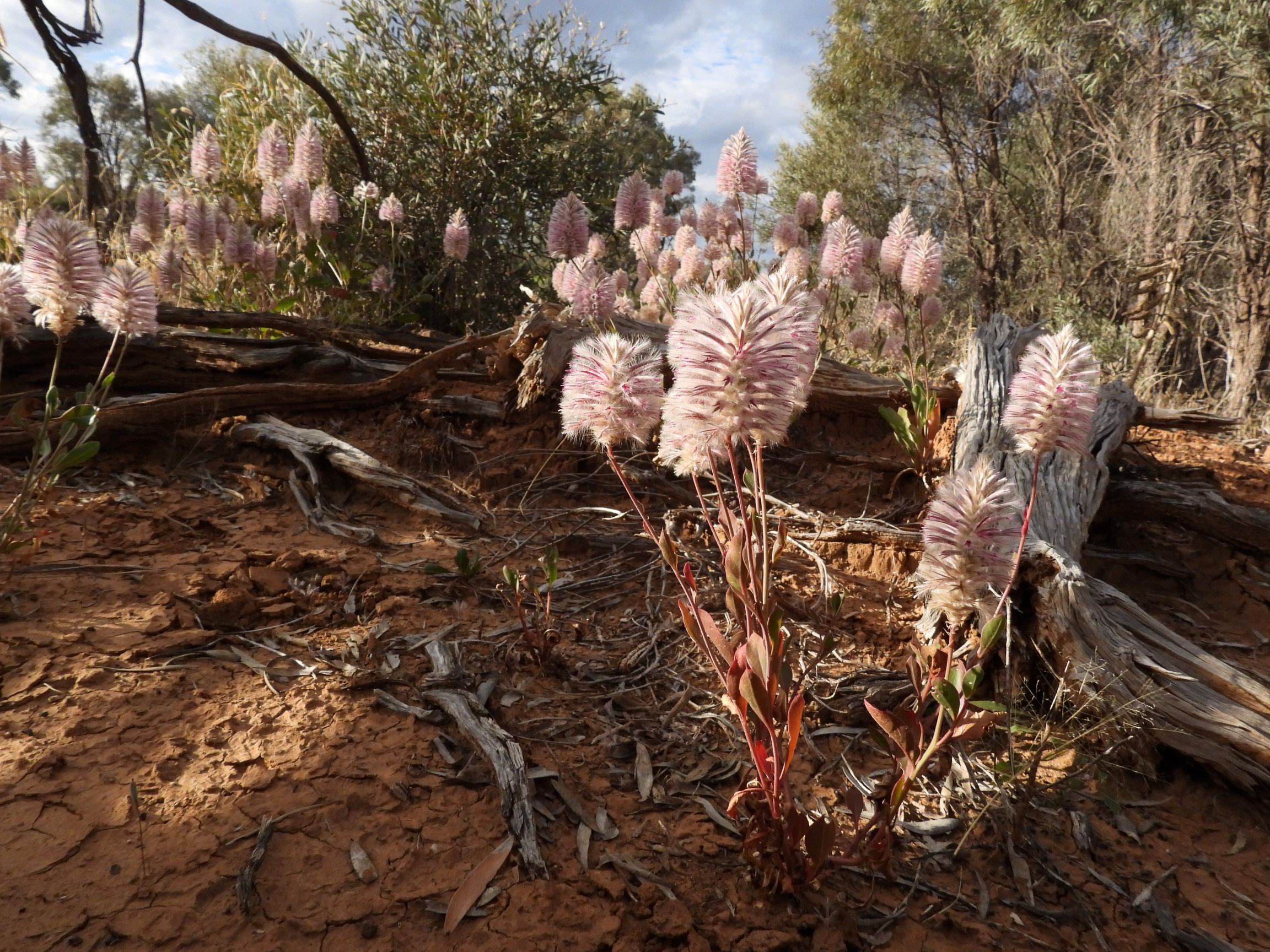 Pink feather-topped wildflowers bloom amongst scrub in the sandy red clay soils of Western Queensland.