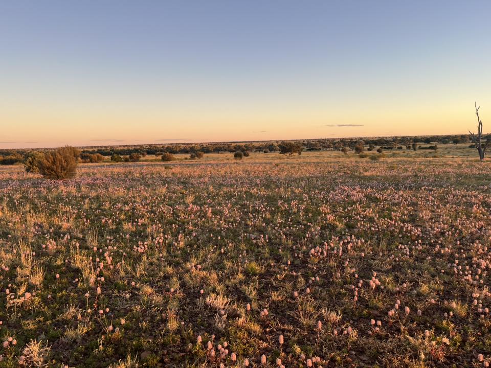 A field of pink wildflowers at sunset in Outback Queensland, as far as the eye can see.