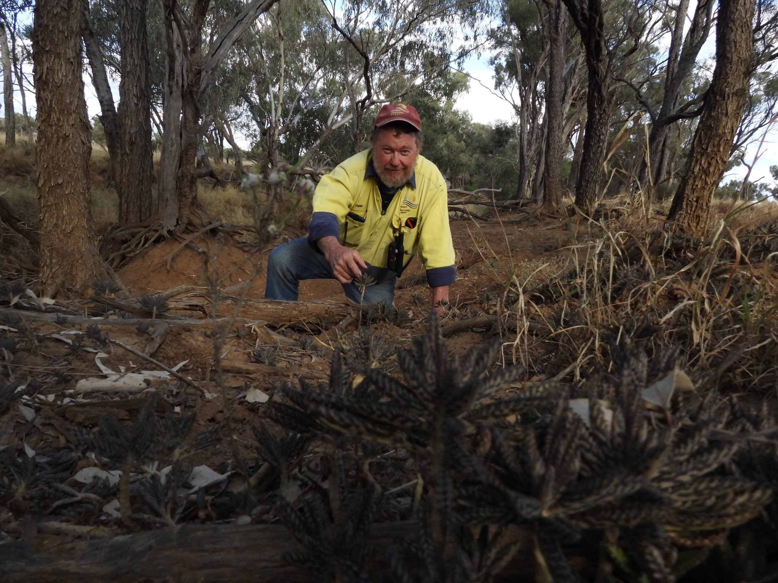 A DCQ field officer is almost entirely hidden from view by an entanglement of parkinsonia weed.