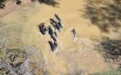 Feral Pigs