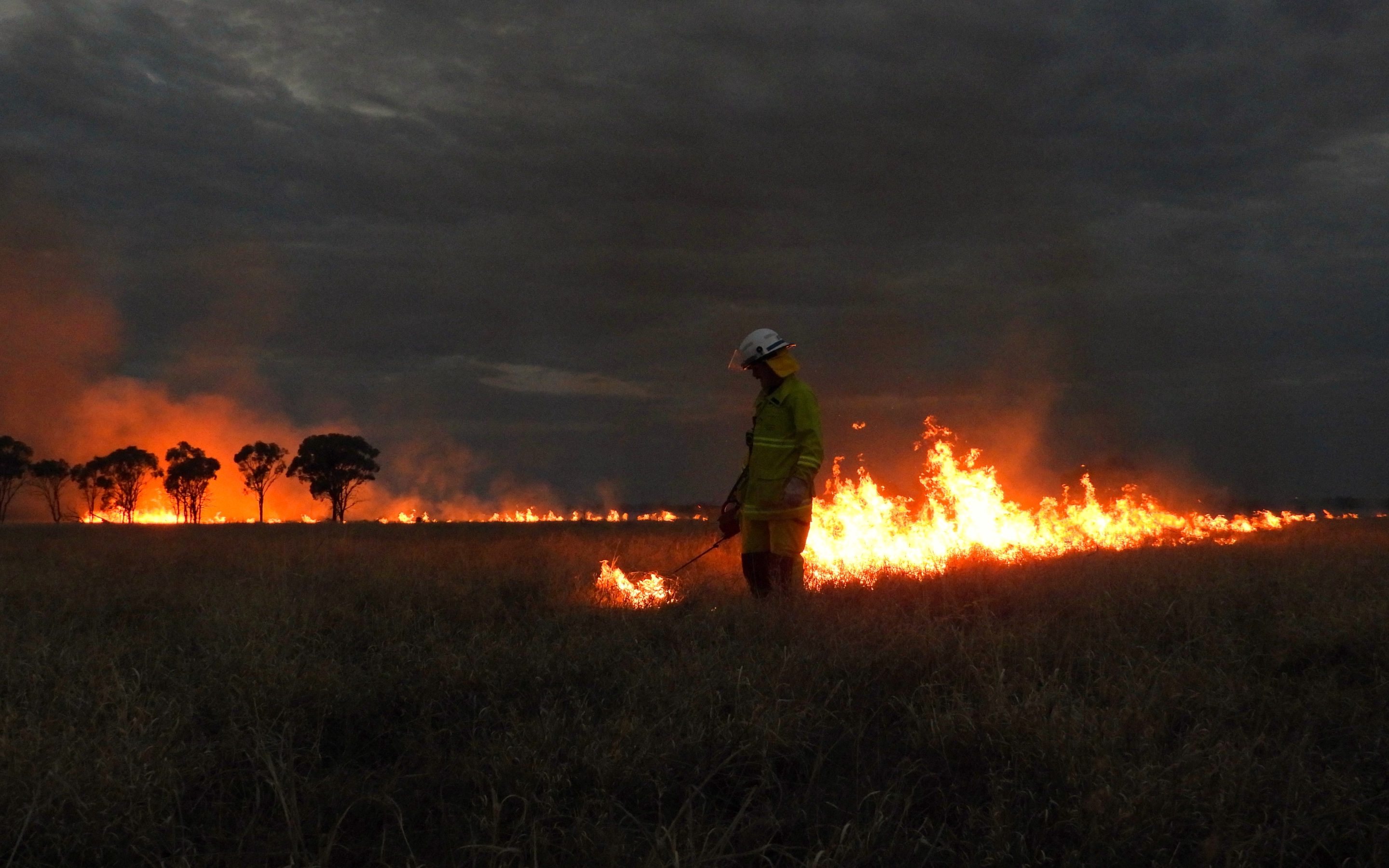 An urban firefighter uses a drip torch to set a grass-laden stock route on fire.