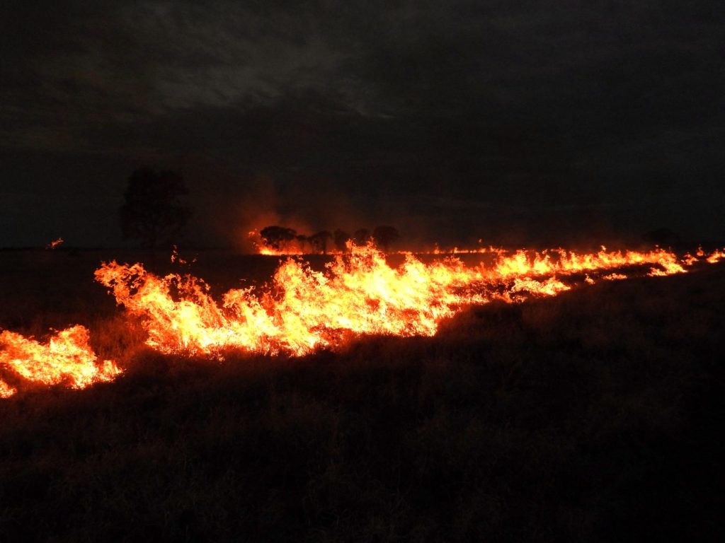 A ring of fire encircles a lone grove of trees in a grassy paddock during a controlled burn.