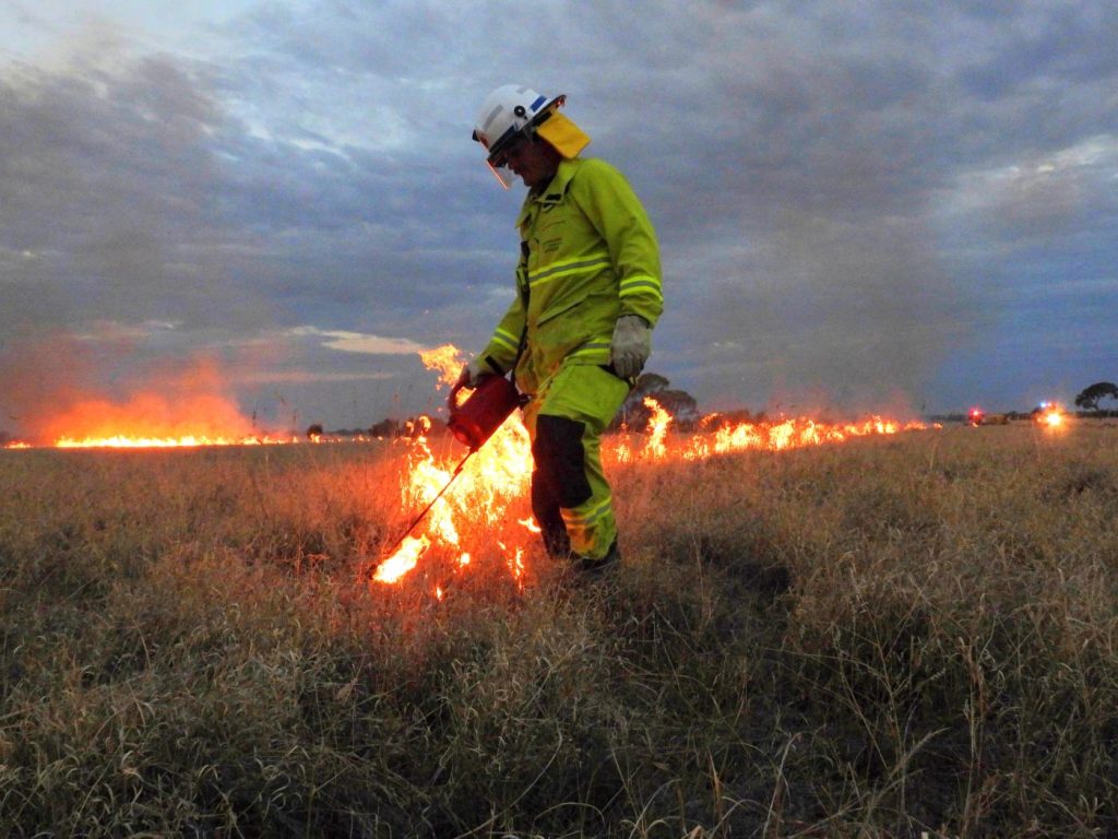 A firefighter uses a drip-torch to set a grass field on fire, leaving a trail of flames in his wake.