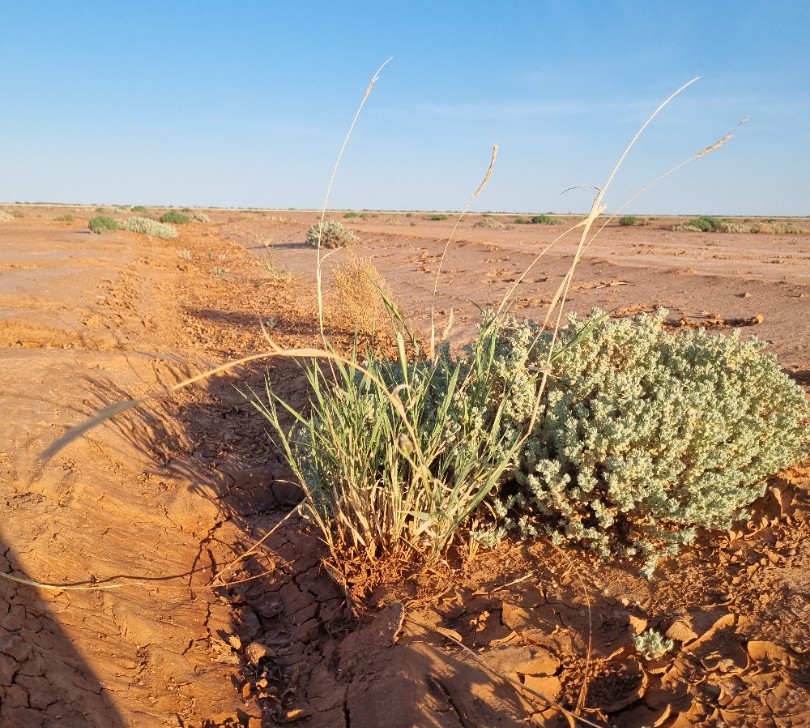 Mitchell grass and forbs growing near Eromanga A clump of Mitchell Grass grows from red-clay soils in a hot part of Western Queensland.