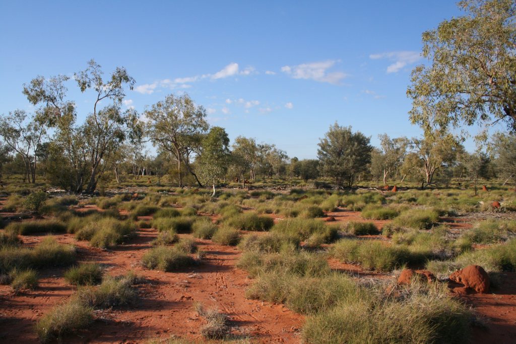 Spikey spinifex bushes scattered across clay tree country in Western Queensland.