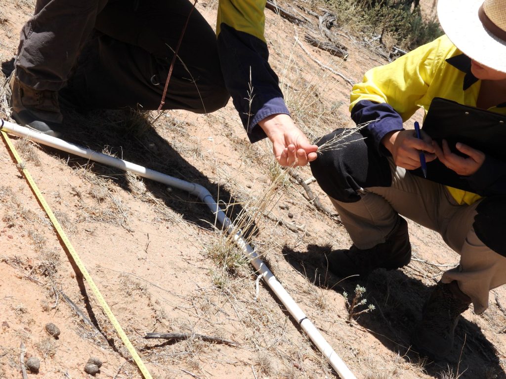 person in a high-vis workshirt grasps a dry perennial grass tuff poking in the middle of a white poly-pipe square.