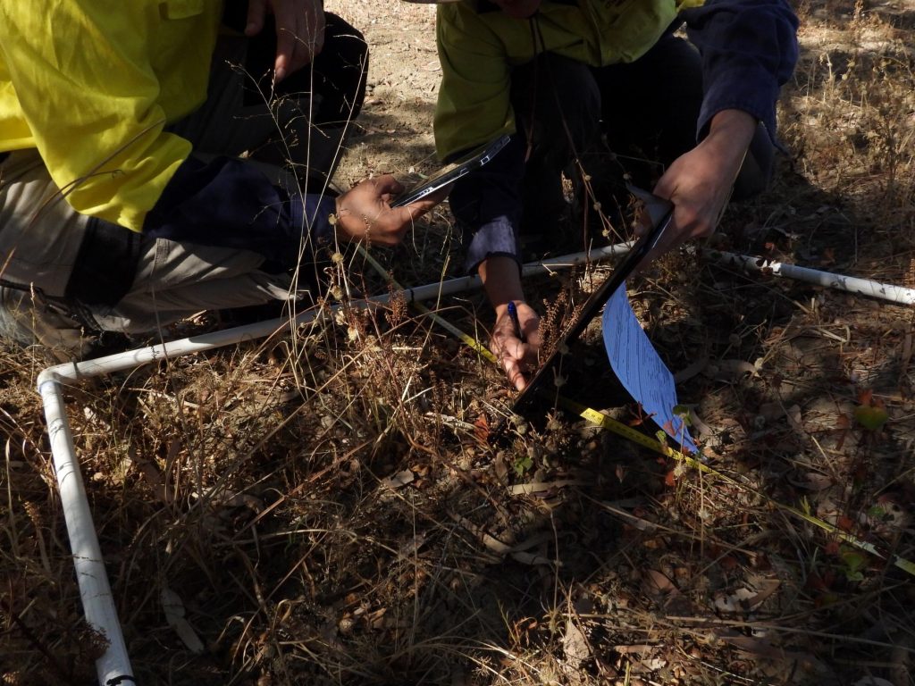A person in a high-vis workshirt snaps a photo of a grass specimen that has been held against a dark clipboard.